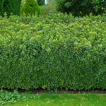 Common Box Hedging Plant  3