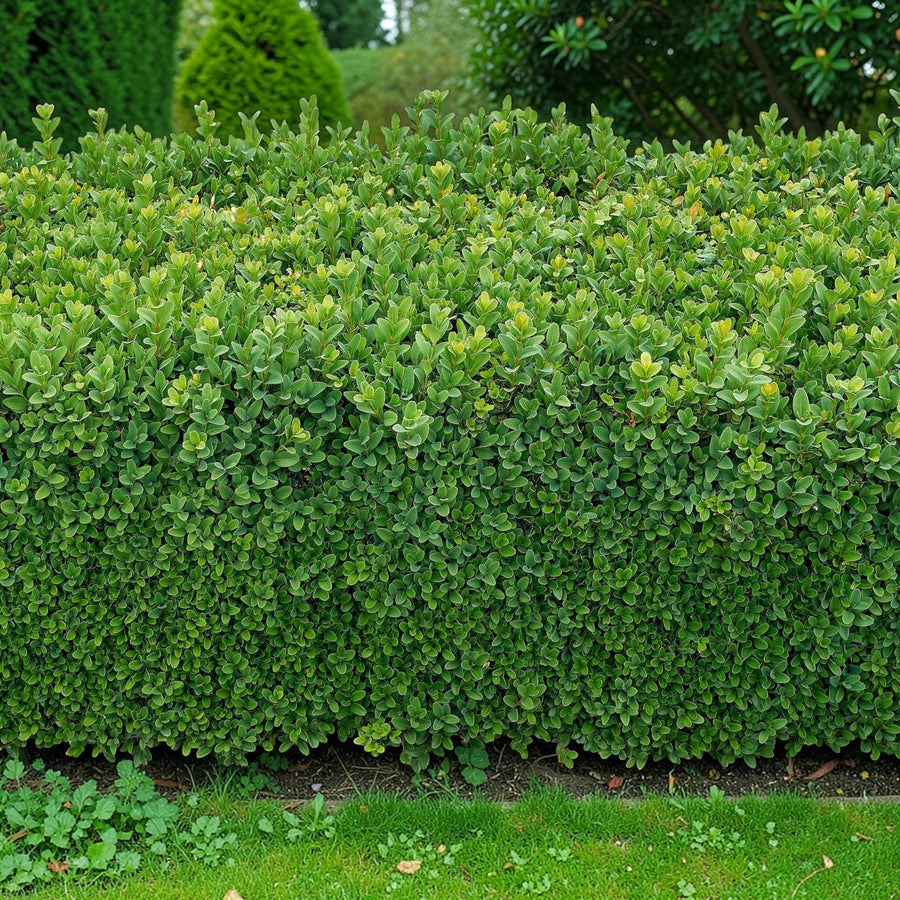 Common Box Hedging Plant  3