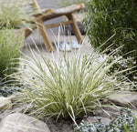 Lomandra White Sands c44d27f9d4686b9dd429cdf9fbcd615a 4