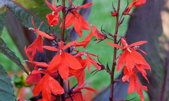 Lobelia Cardinalis Queen Victoria c700x420 3