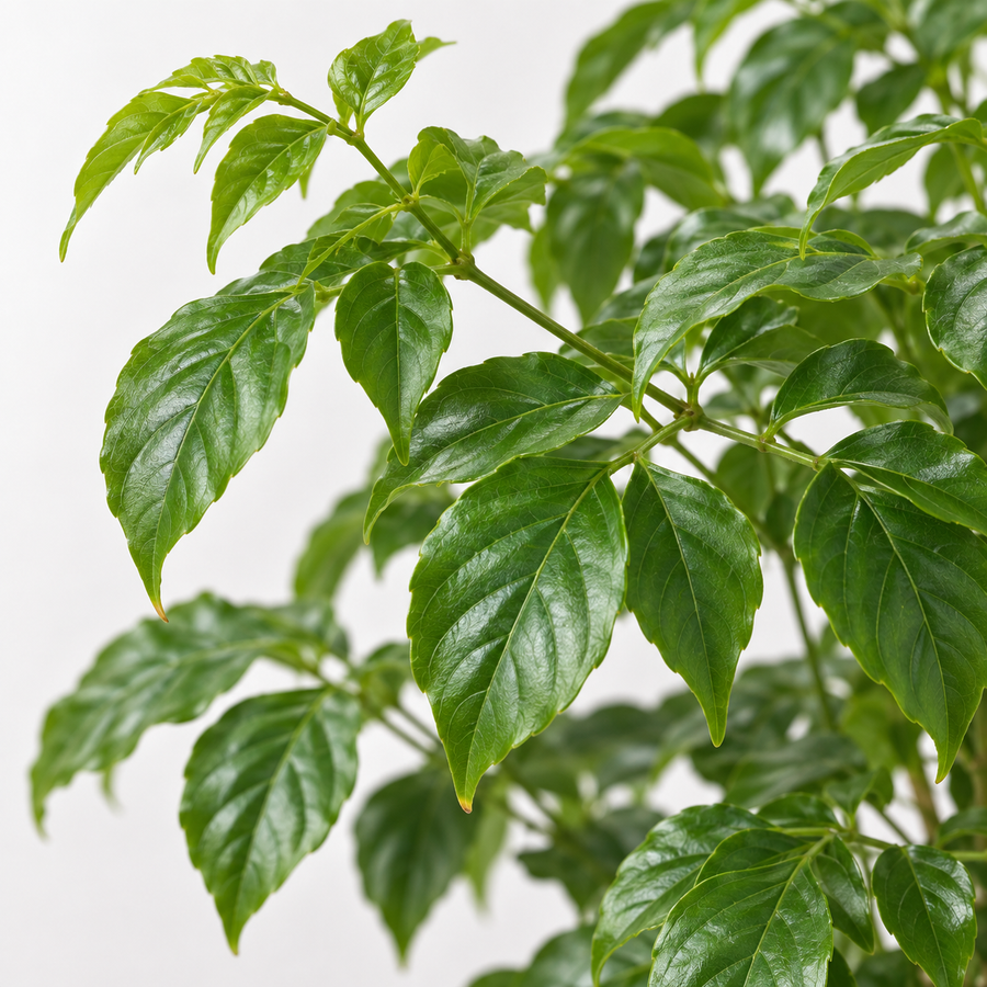 Radermachera Sinica China Doll Plant  3