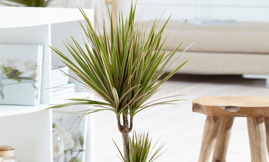 Dracaena marginata 'Bicolour' c870x524 4