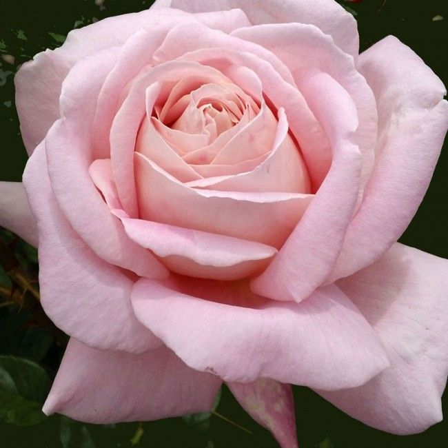 Rose Bush 'Amazing Grace' ca53b1e909b9c58b2d63bb843e6708f5 2