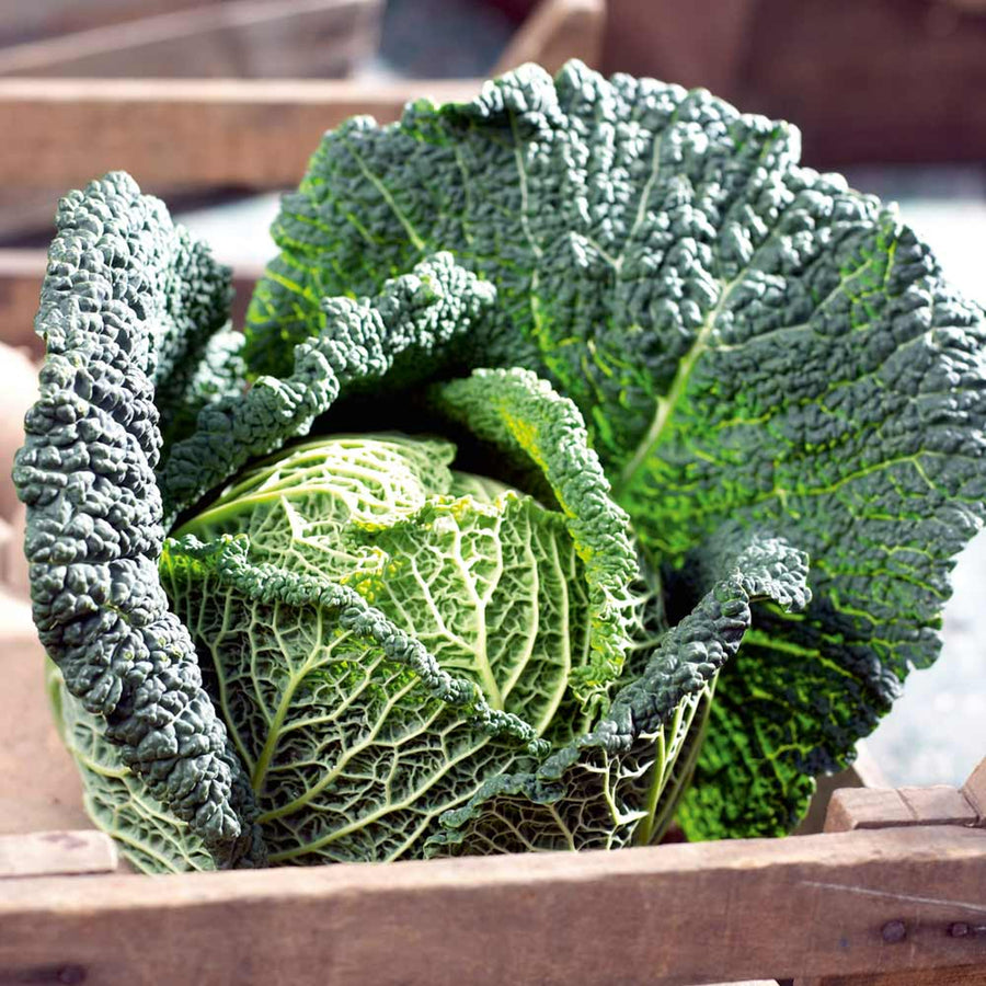 Cabbage Savoy F1 - Spring Greens Cabbage 'Savoy F1' - Spring Greens (8 Pack) image3 4