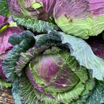 Cabbage Plant  2