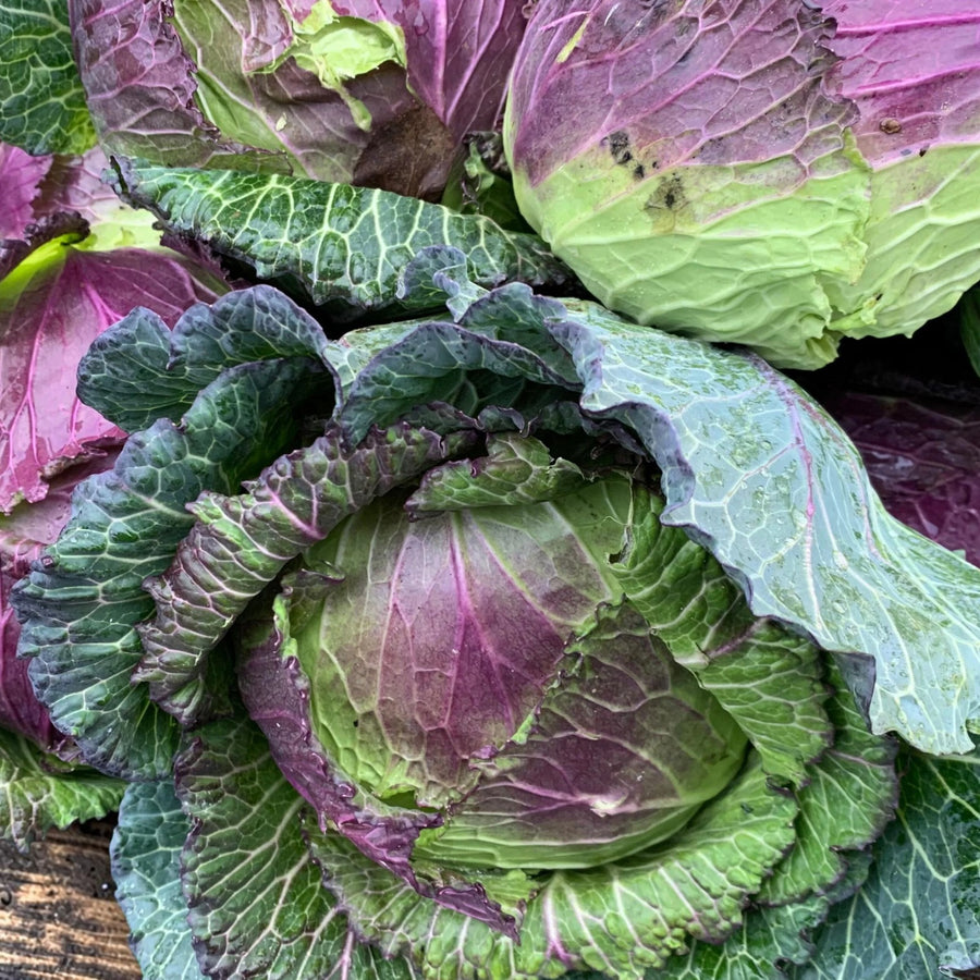Cabbage Plant  2