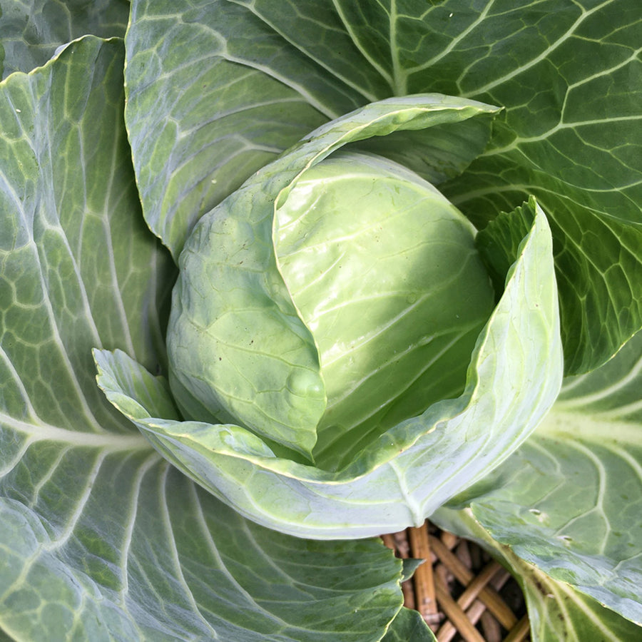 Cabbage Plant  3