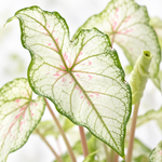 Caladium White Wonder  2