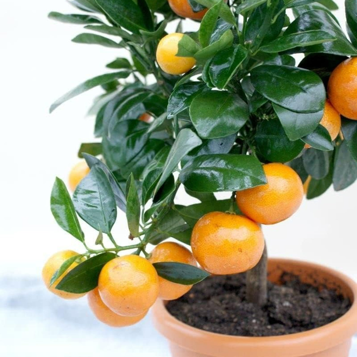 Mini Citrus Orange Calamondin Tree  1