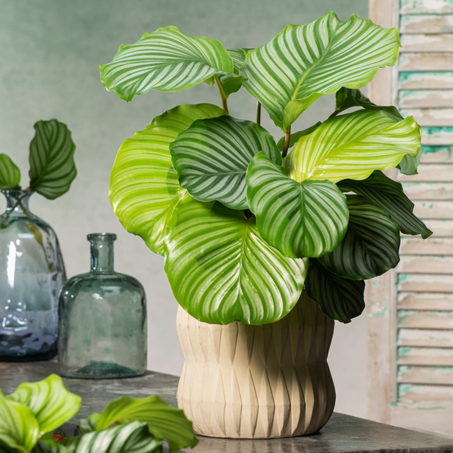 Calathea Orbifolia Prayer Plant calathea-orbifolia-calathea-orbifolia-peacock-plan 4