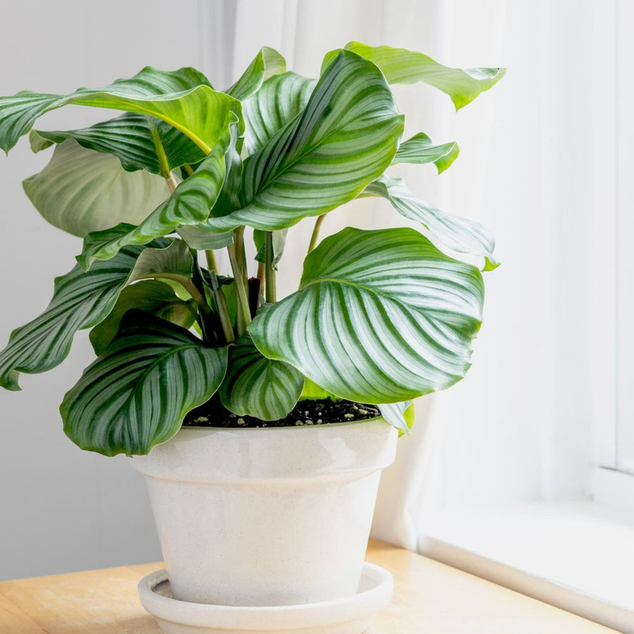 Calathea Orbifolia Prayer Plant calathea-orbifolia-growing-guide-5270824-hero-2a3b8667f05b40a49b27da573d2486fb 6