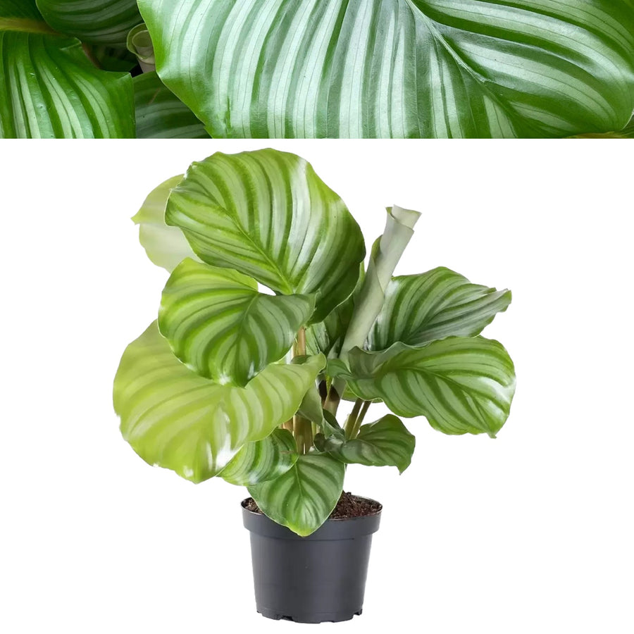 Calathea Orbifolia Prayer Plant calathea 2