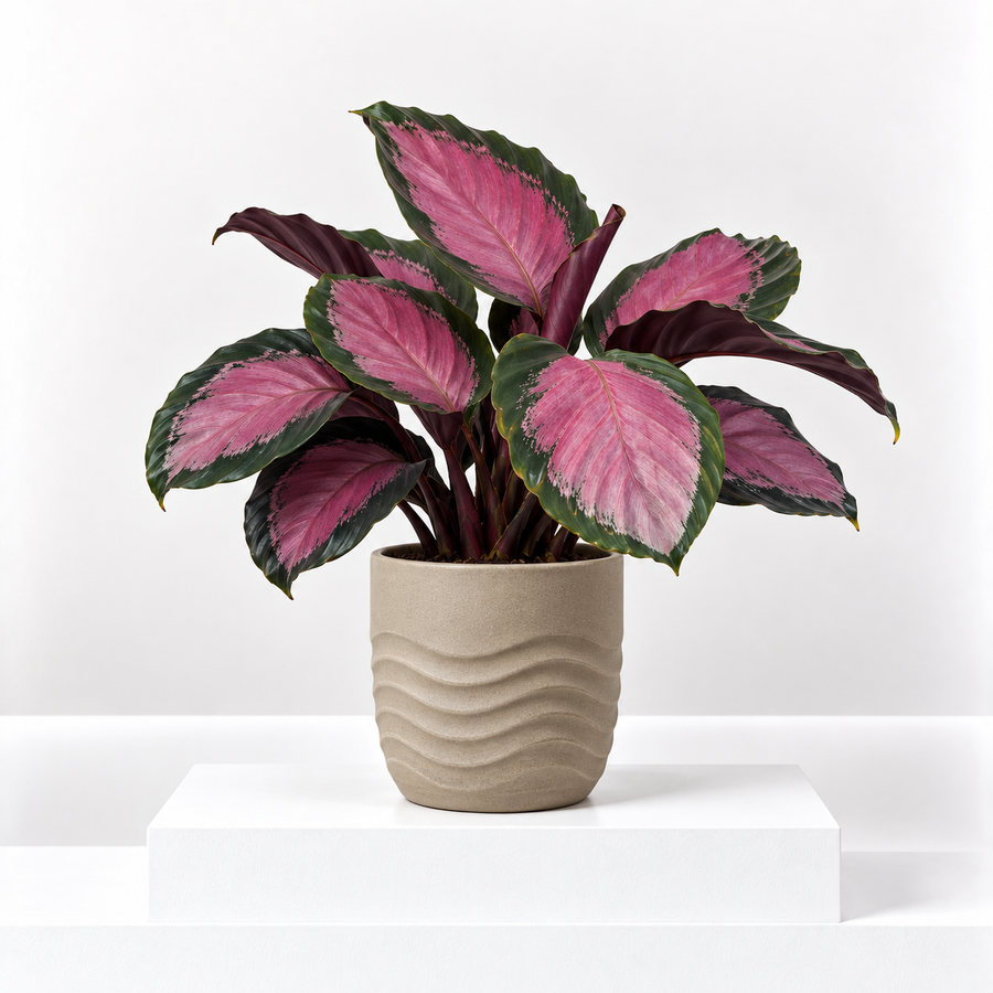 Calathea Crimson  1