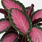 Calathea Crimson  3