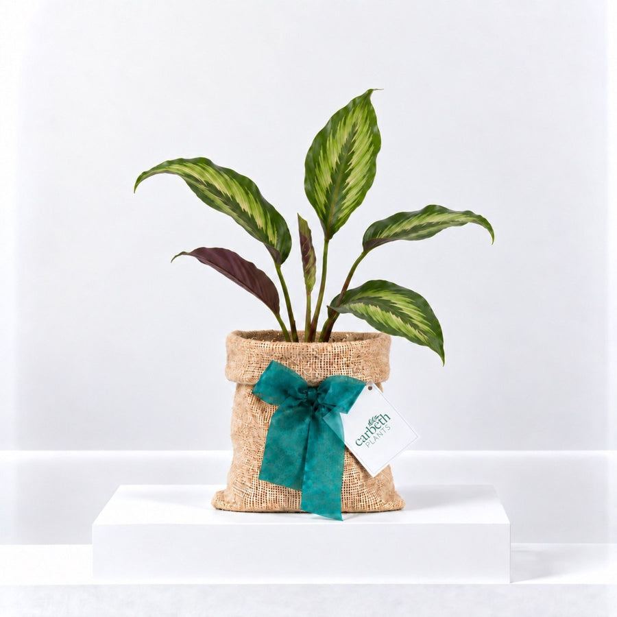 Calathea Majestic Gift Wrapped  1