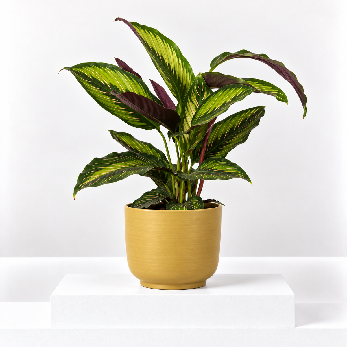 Calathea Majestica Princeps | Pink White Prayer Plant