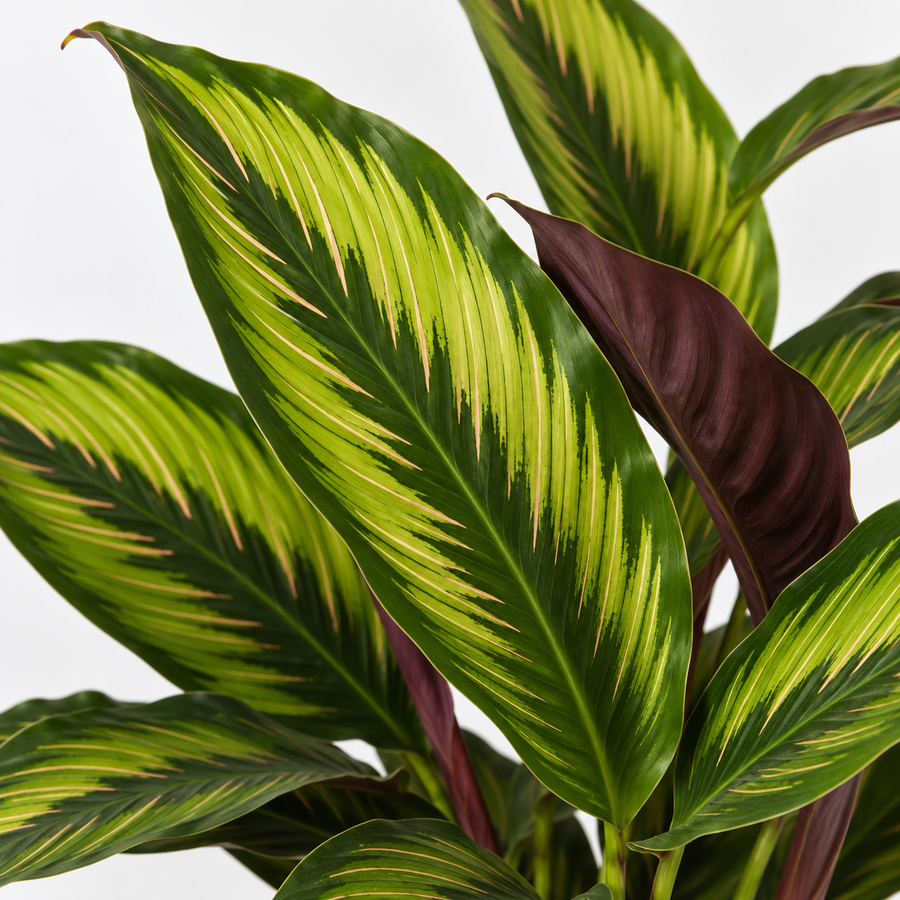 Calathea Majestica Princeps  2