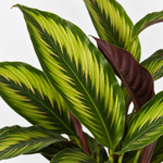 Calathea Majestic Gift Wrapped  2