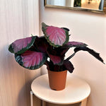 Calathea Crimson  1