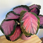 Calathea Crimson  2