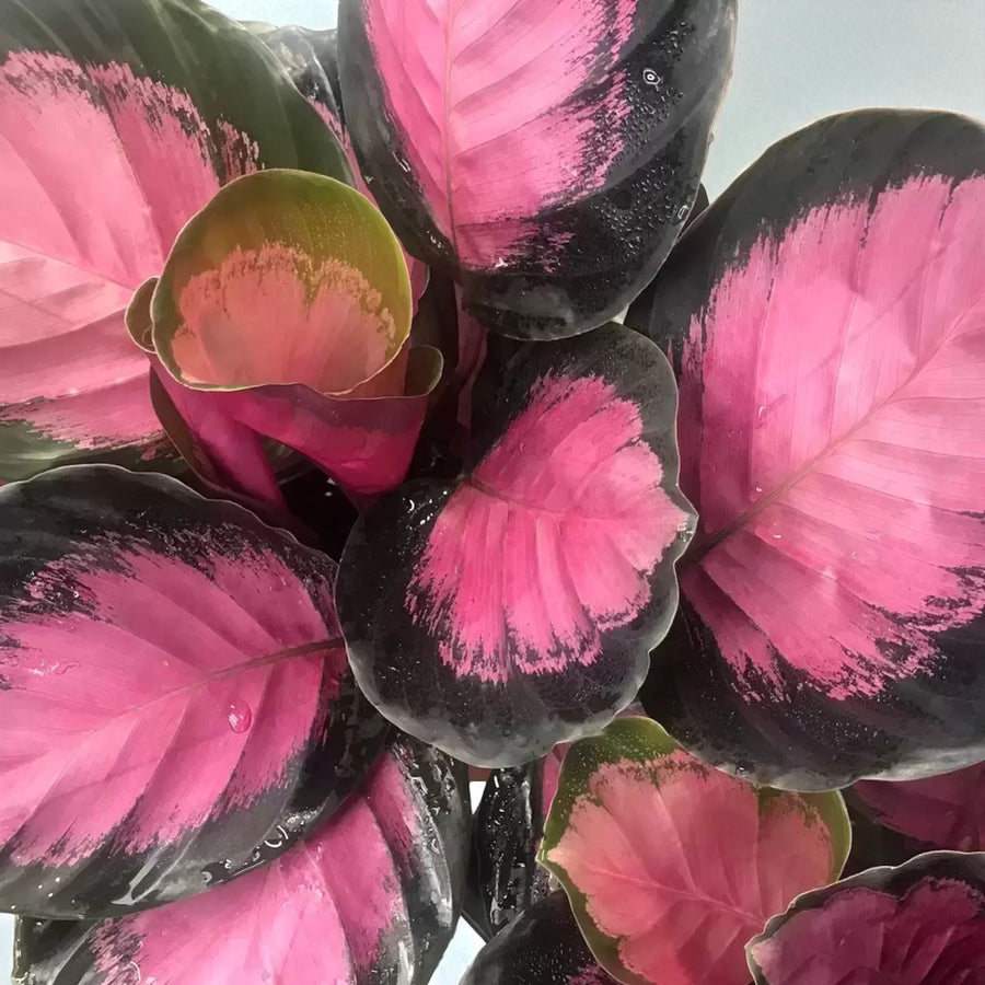 Calathea Crimson  3