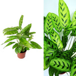 Calathea Leopardina Prayer Plant Calathea Leopardina Prayer Plant in 12 cm Pot image1 2