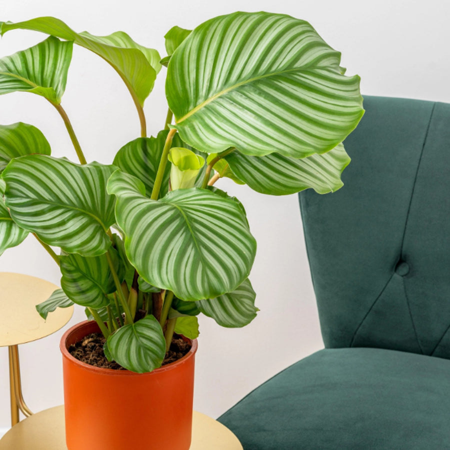 Calathea Orbifolia Prayer Plant calatheaorbifolia 1