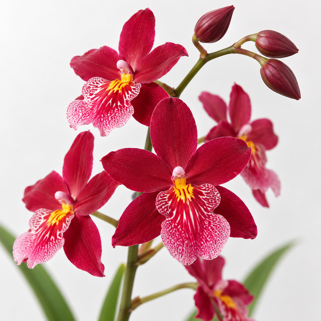 Red Halite Red Magenta Orchid Cambria Nelly Isler