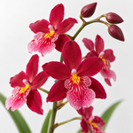 Red Orchid Cambria Nelly Isler  3
