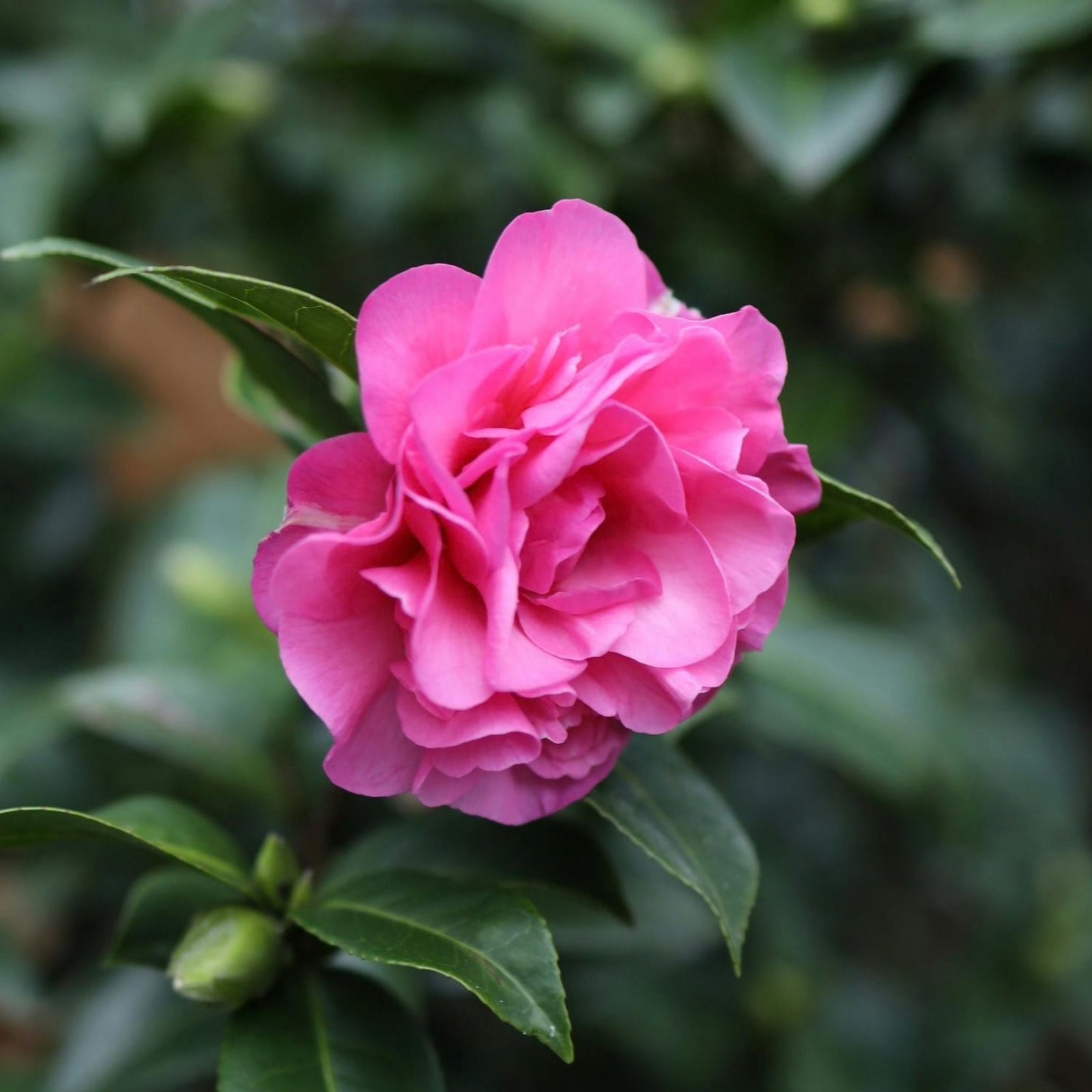 camellia plants