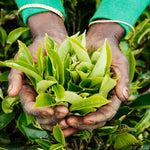 Tea Plant - Camellia Sinensis  1