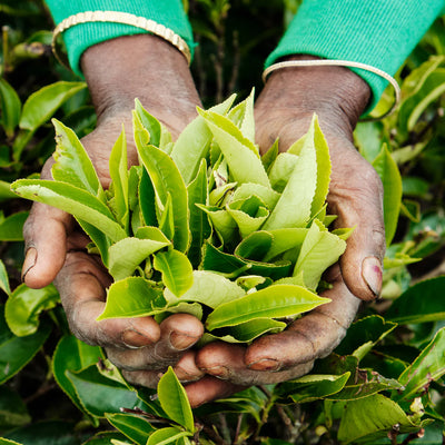 Tea Plant - Camellia Sinensis