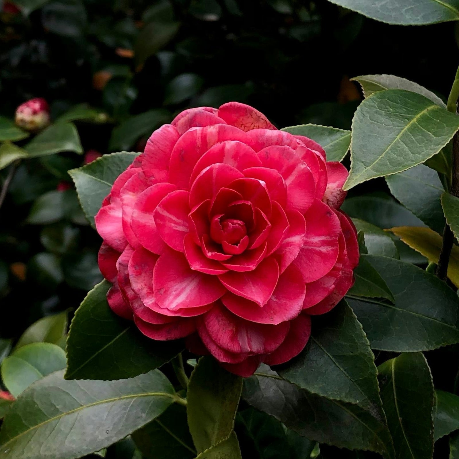 camellia plants