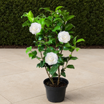 Camellia Japonica Plant  5