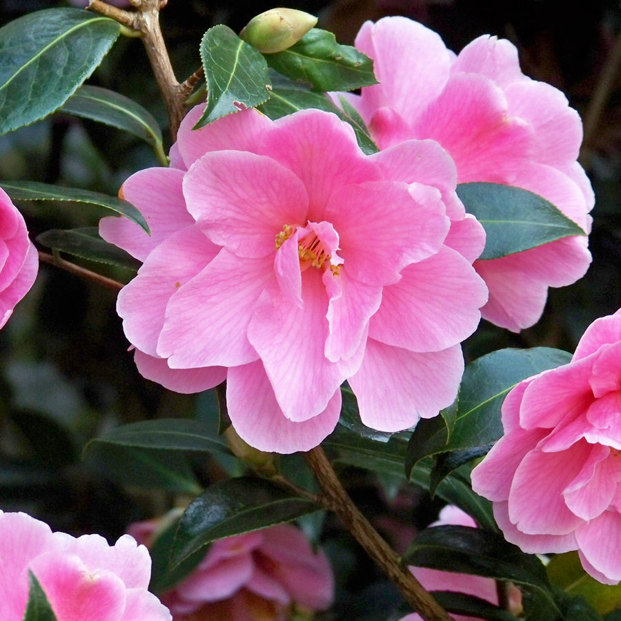 Williamsii Donation Camellia  4
