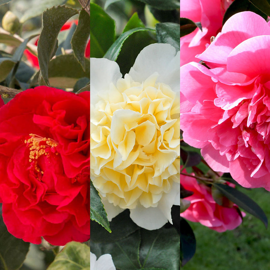 Camellia Japonica Mix  1