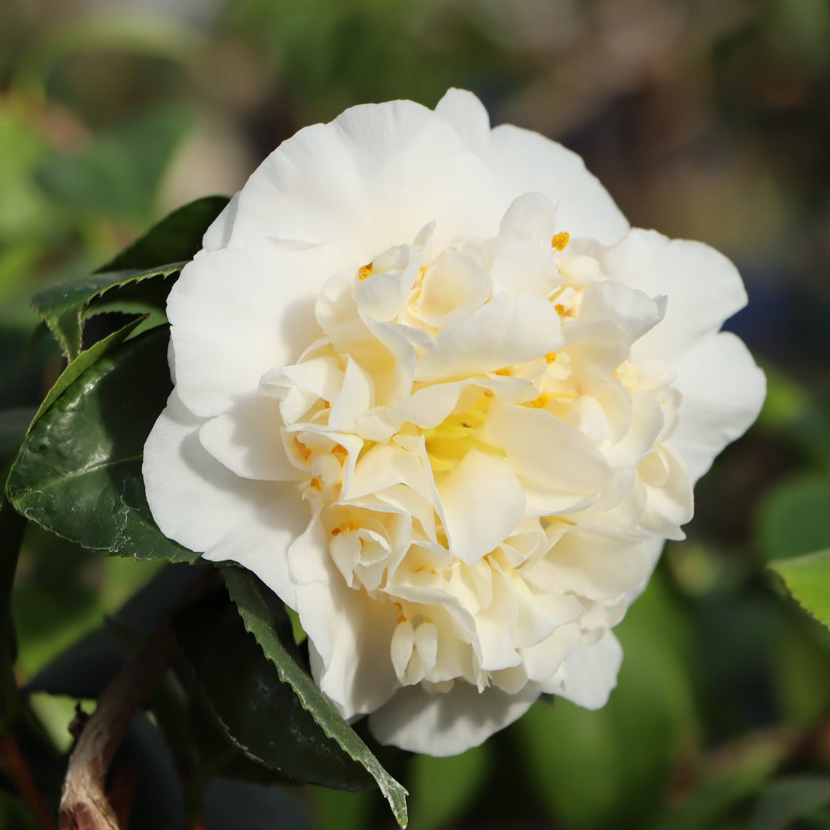 Nobilissima Camellia