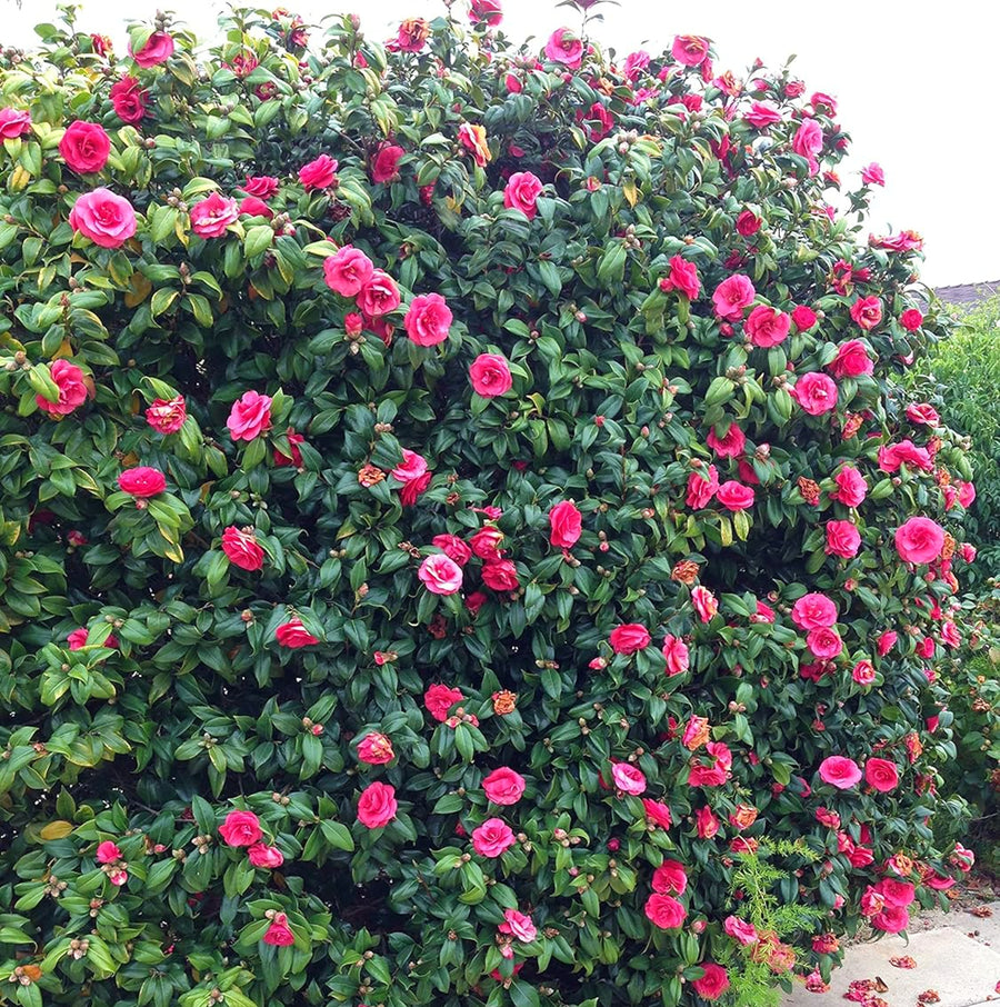 Camellia Japonica Principessa Baciocchi camelliaprincipessabaciocchi2 2