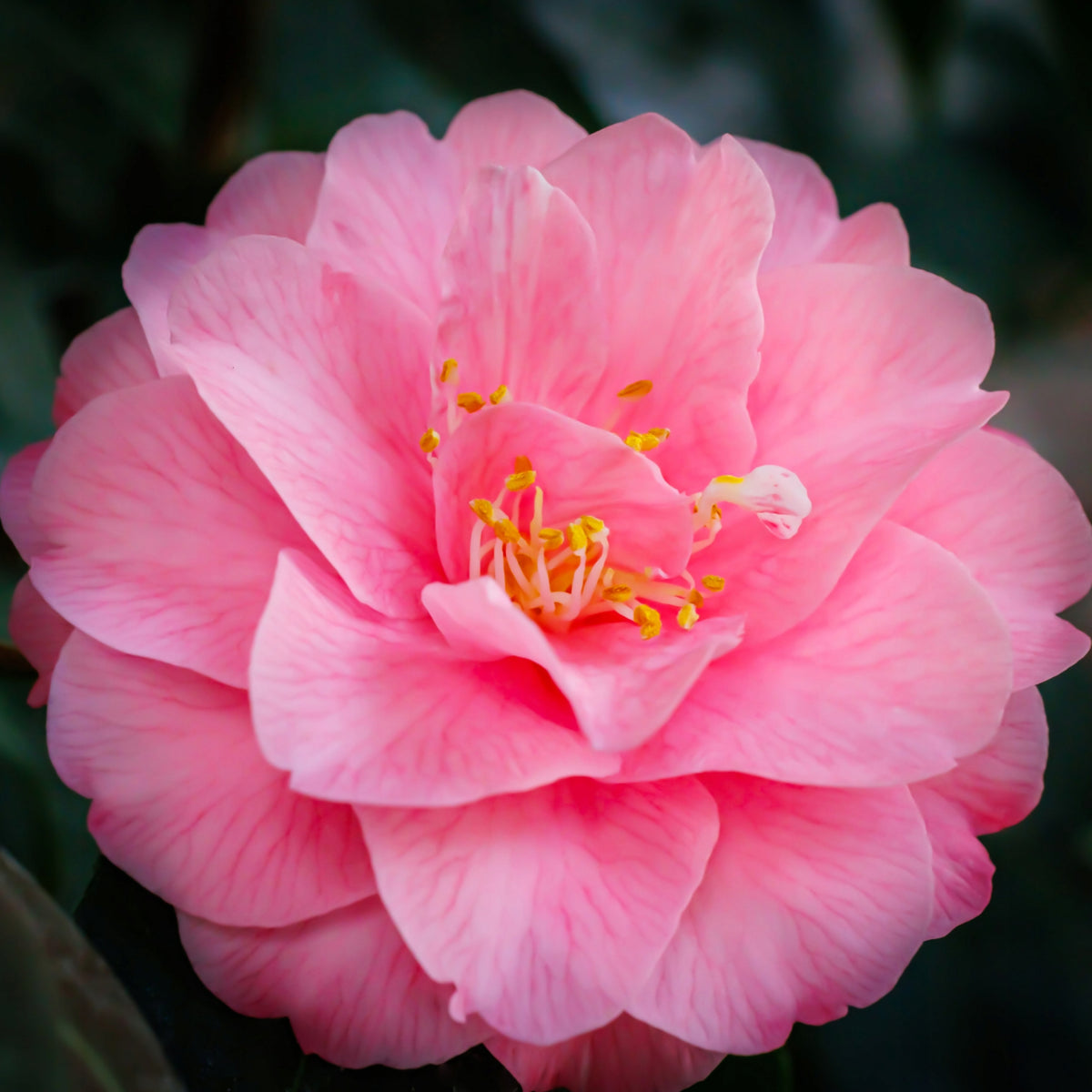 Camellia Japonica Spring Festival