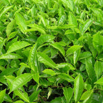 Tea Plant - Camellia Sinensis  3