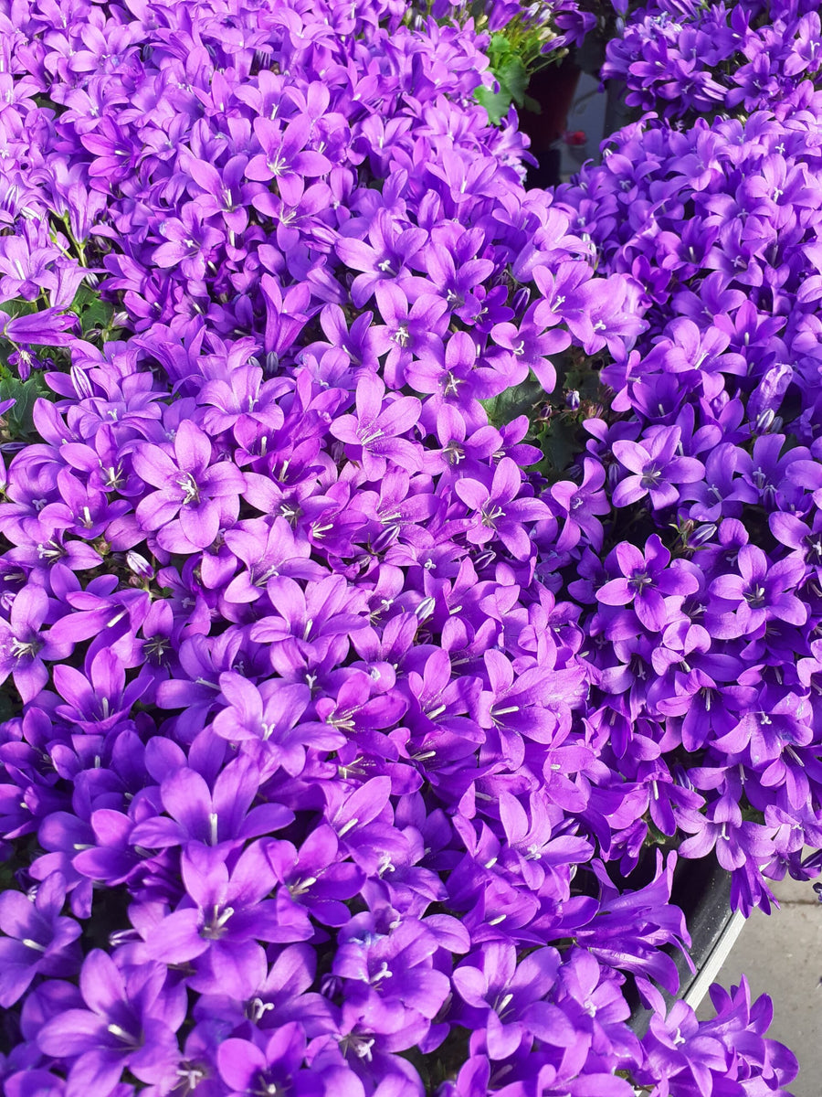 Campanula Porto (Bell-Flowers) campanula 1 5