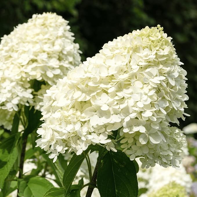 Hydrangea Paniculata Candlelight  1