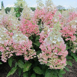 Hydrangea Paniculata Candlelight  4