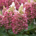 Hydrangea Paniculata Candlelight  3