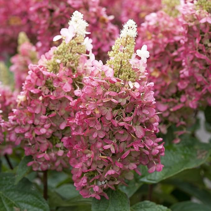Hydrangea Paniculata Candlelight  3