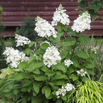 Hydrangea Paniculata Candlelight  2