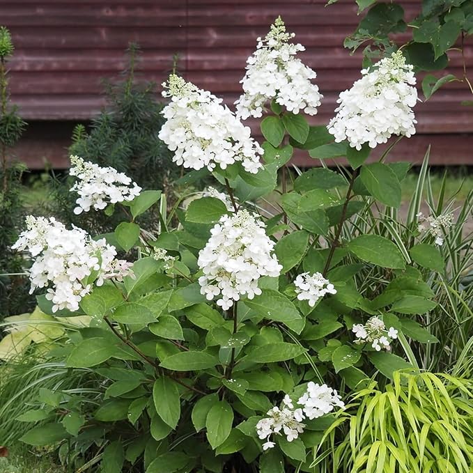 Hydrangea Paniculata Candlelight  2