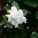 Gardenia Jasminoides  1
