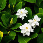 Gardenia Jasminoides  2