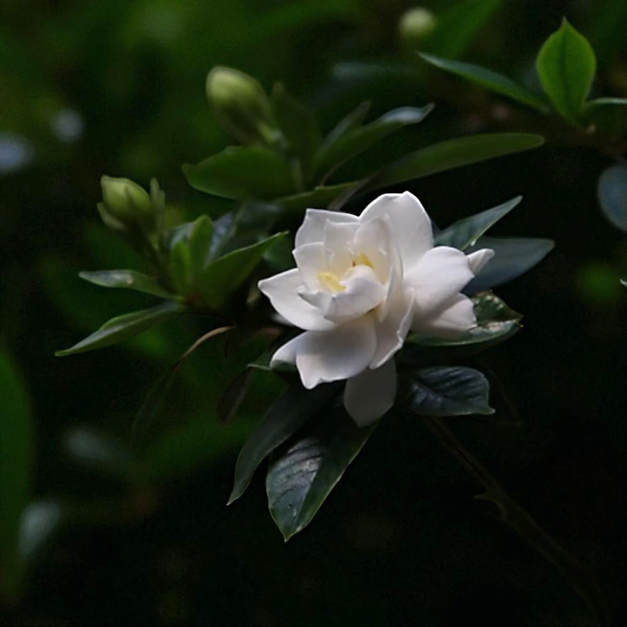 Gardenia Jasminoides  4
